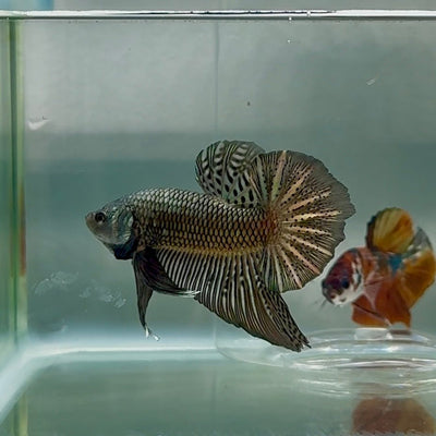 Plakat Alien Samurai Male Betta Au91 Live Betta Fish Male betta