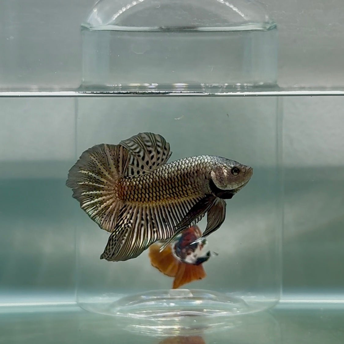 Plakat Alien Samurai Male Betta Au91 Live Betta Fish Male betta