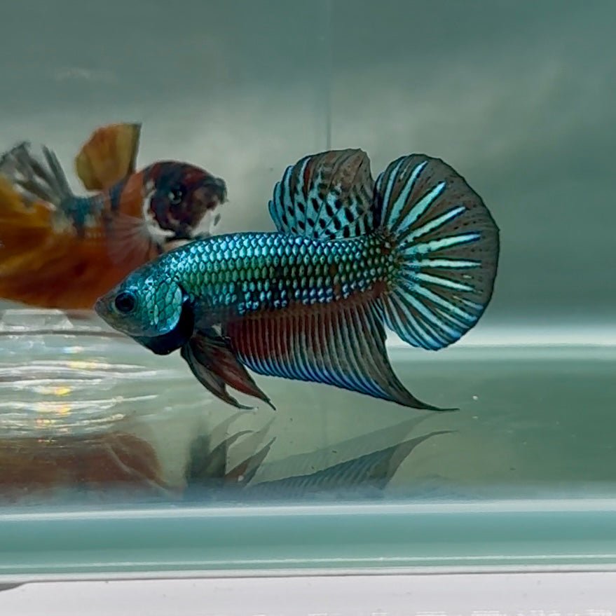 Plakat Alien Samurai Male Betta #Au92