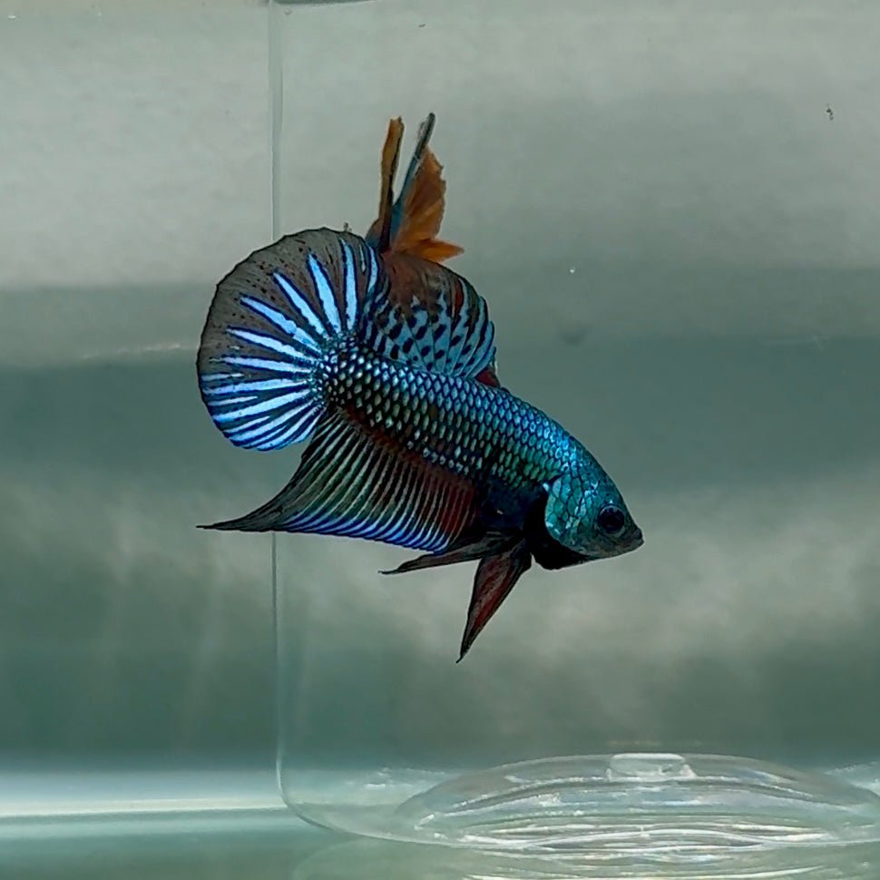 Plakat Alien Samurai Male Betta #Au92