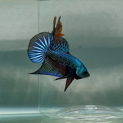 Plakat Alien Samurai Male Betta Au92 Live Betta Fish Male betta