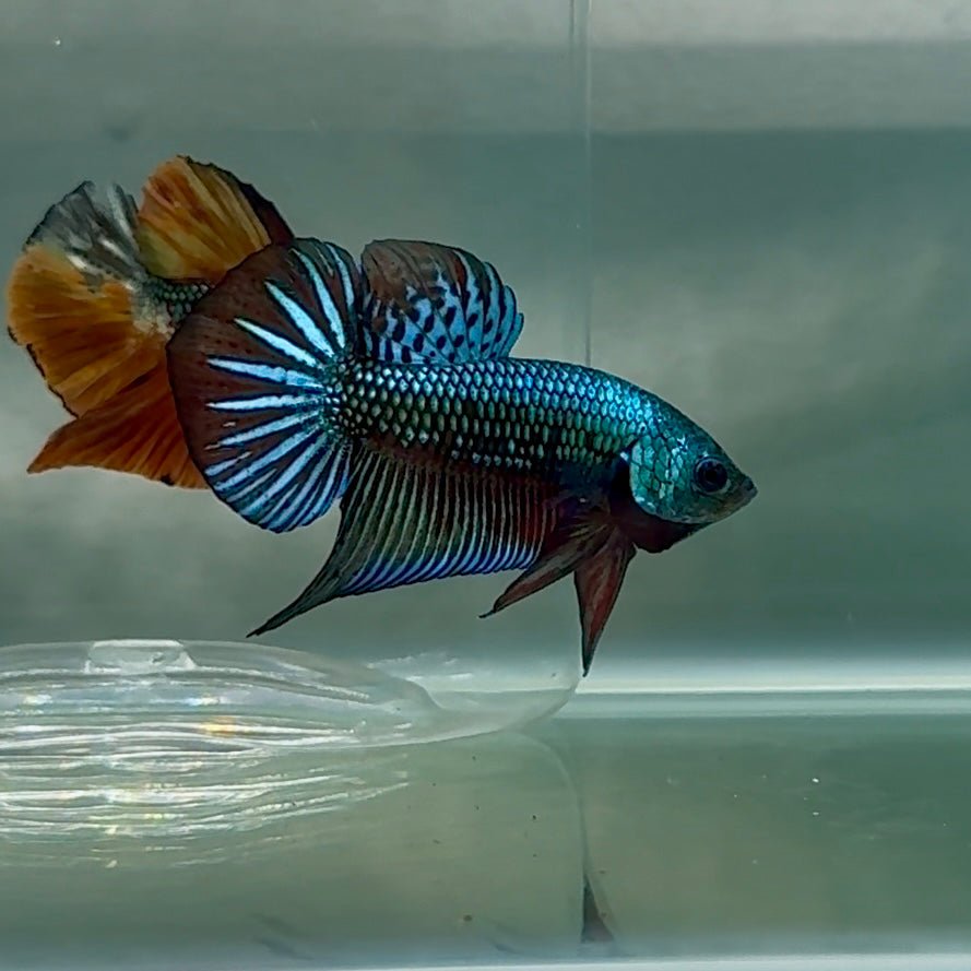 Plakat Alien Samurai Male Betta #Au92