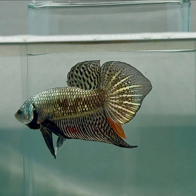 Plakat Alien Samurai Male Betta Au93 Male betta