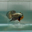 Plakat Alien Samurai Male Betta Au93 Male betta