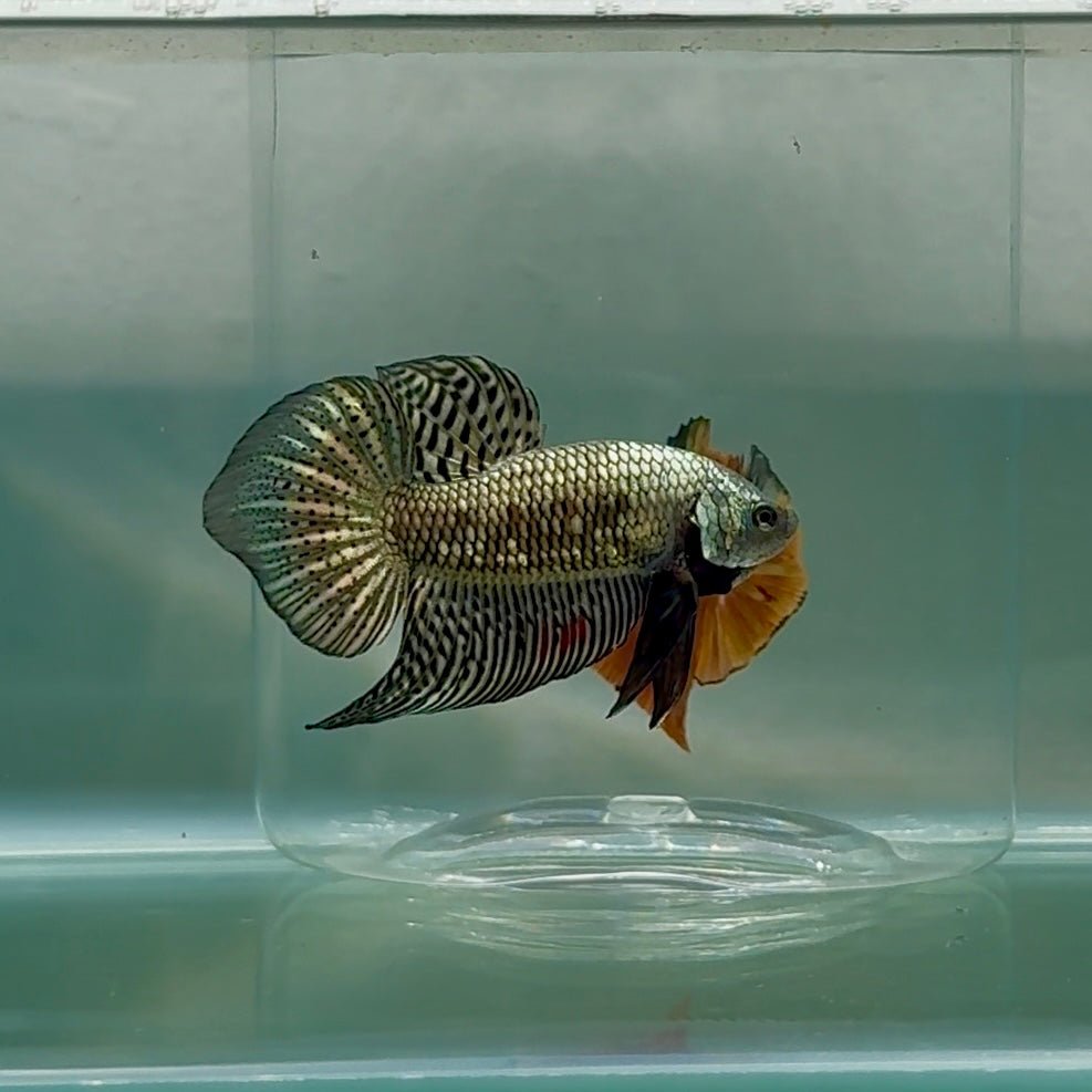 Plakat Alien Samurai Male Betta Au93 Male betta