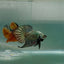 Plakat Alien Samurai Male Betta Au93 Male betta