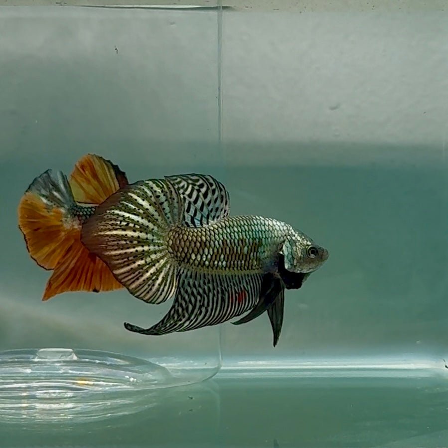 Plakat Alien Samurai Male Betta Au93 Male betta