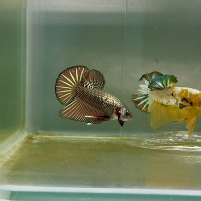 Plakat Alien Samurai Male Betta F11