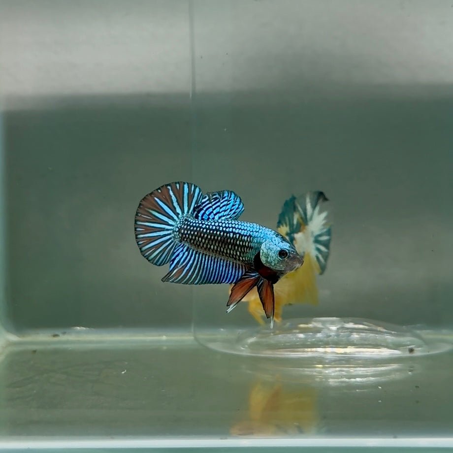 Plakat Alien Samurai Male Betta F12