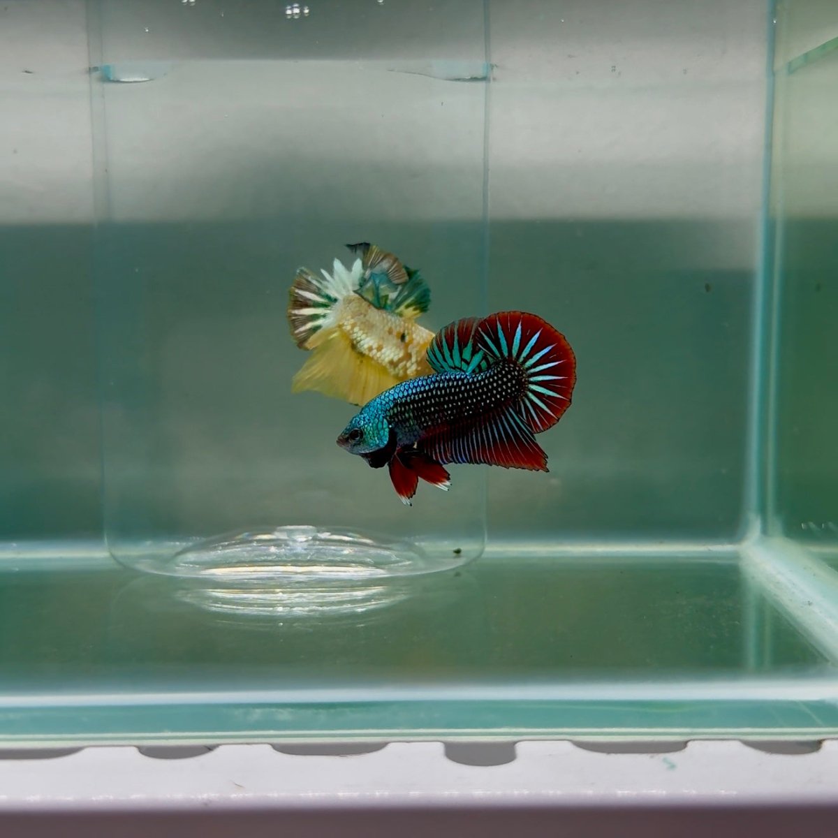 Plakat Alien Samurai Male Betta F13