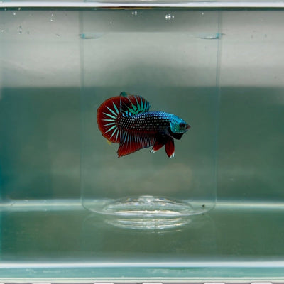 Plakat Alien Samurai Male Betta F13