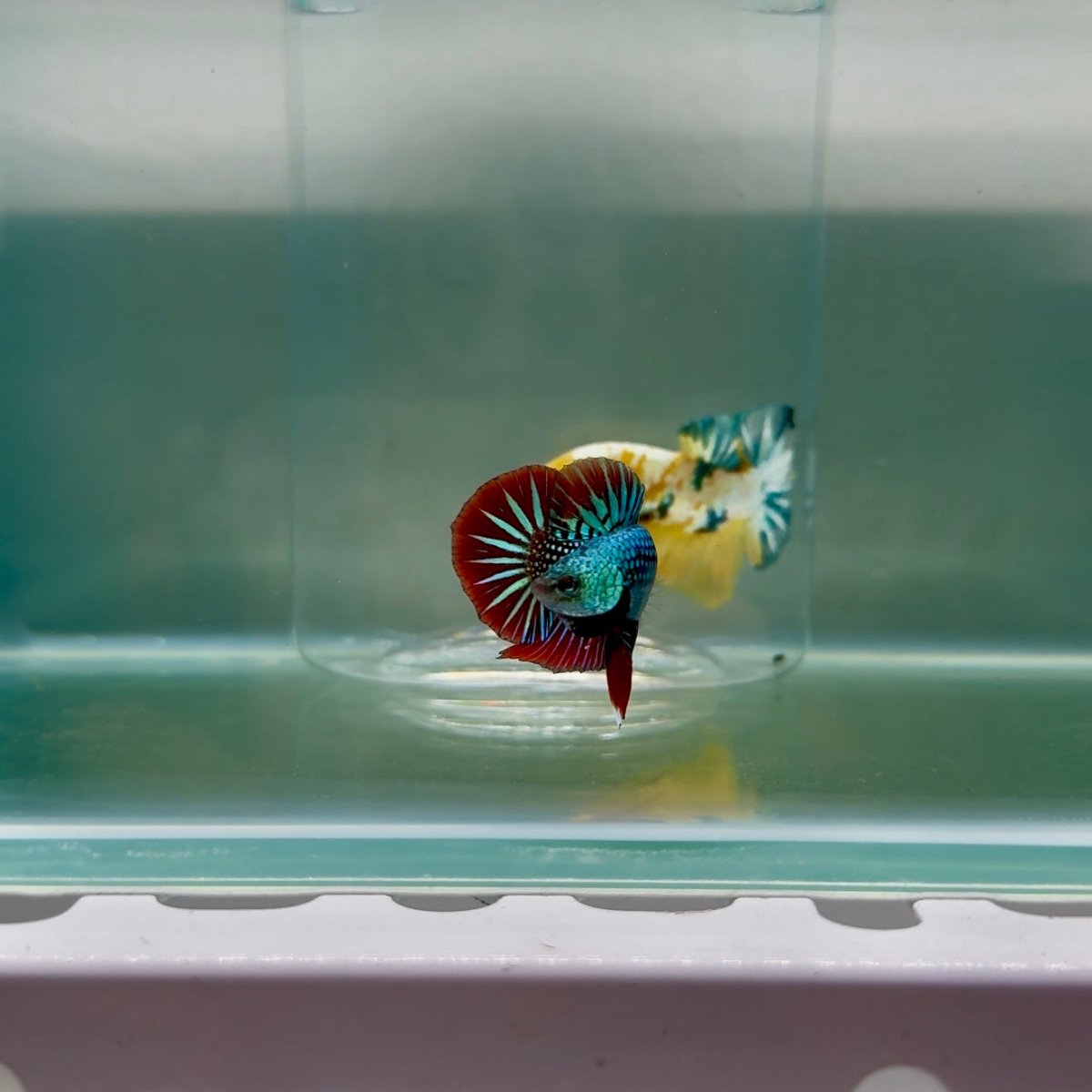 Plakat Alien Samurai Male Betta F13