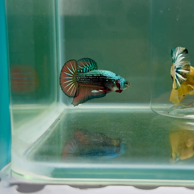 Plakat Alien Samurai Male Betta F14