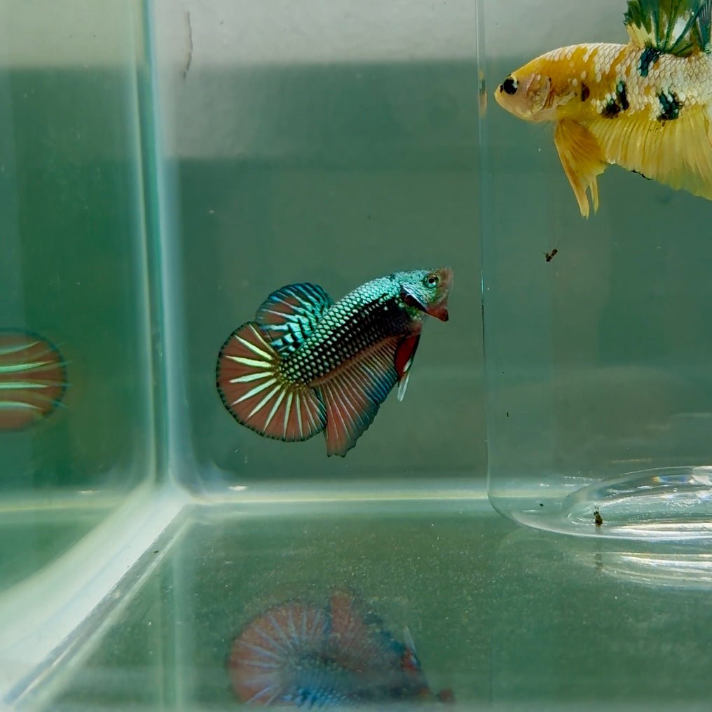 Plakat Alien Samurai Male Betta F14