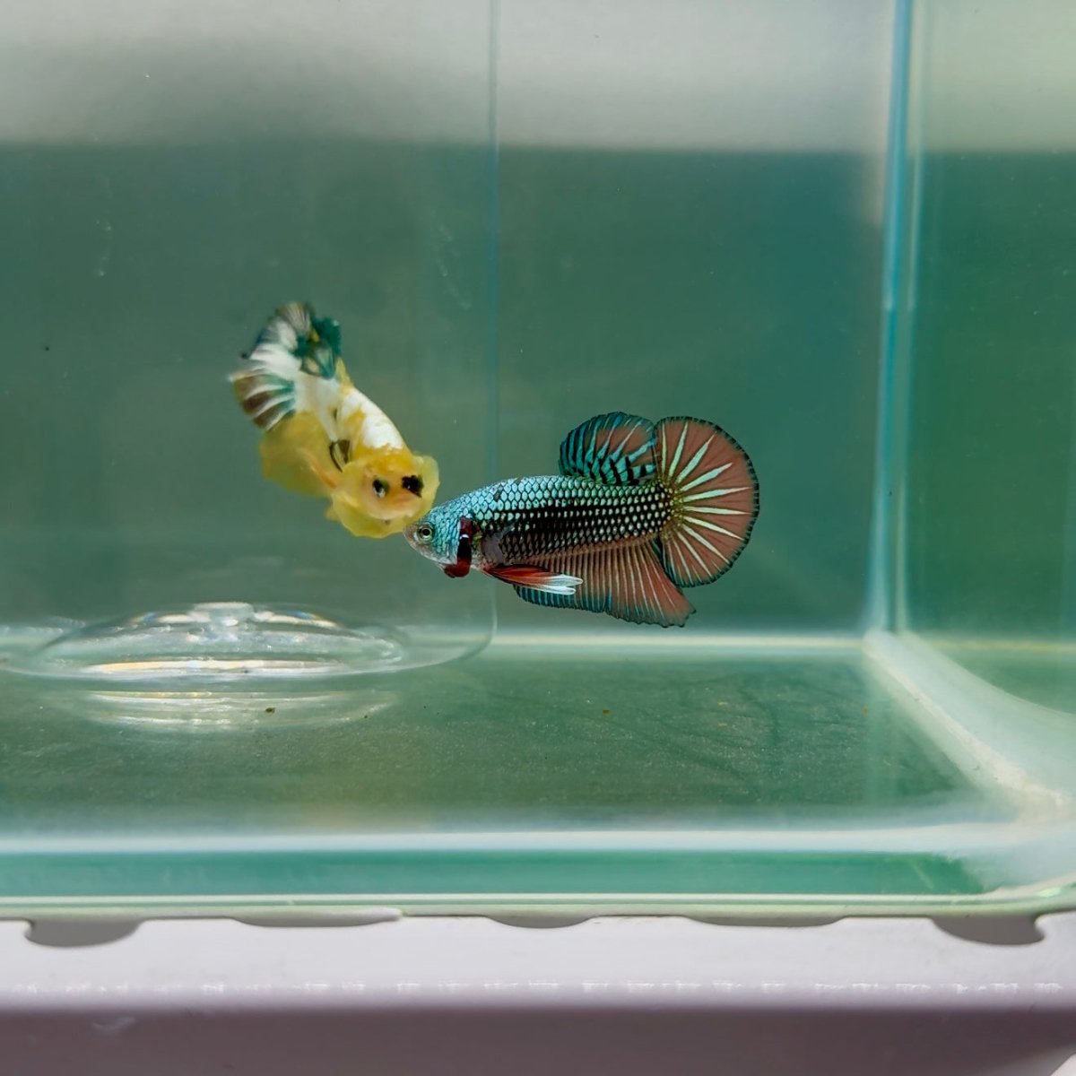 Plakat Alien Samurai Male Betta F14