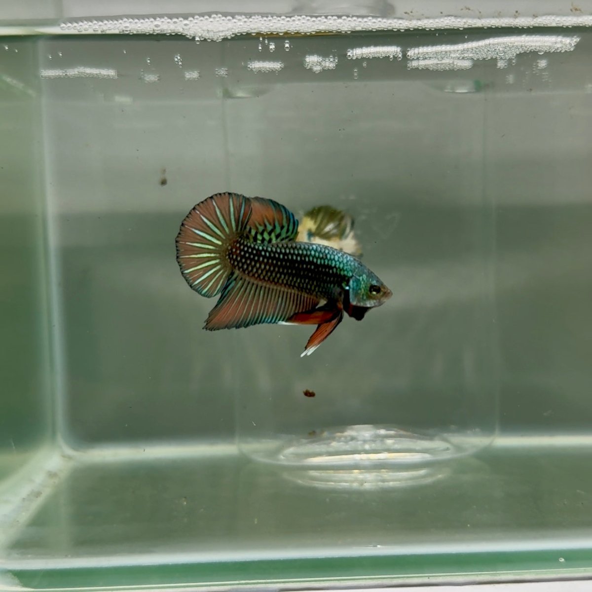 Plakat Alien Samurai Male Betta F15