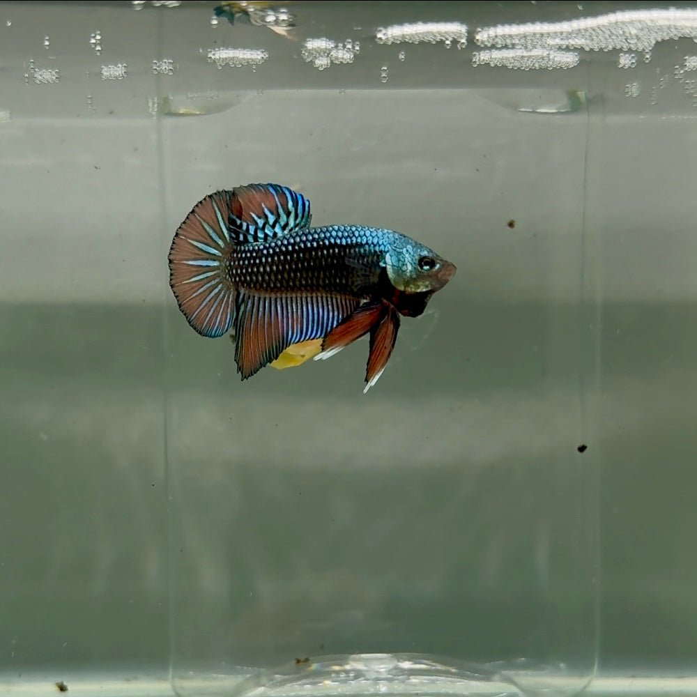 Plakat Alien Samurai Male Betta F15