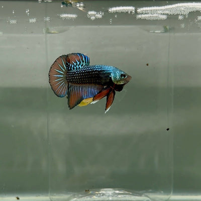 Plakat Alien Samurai Male Betta F15