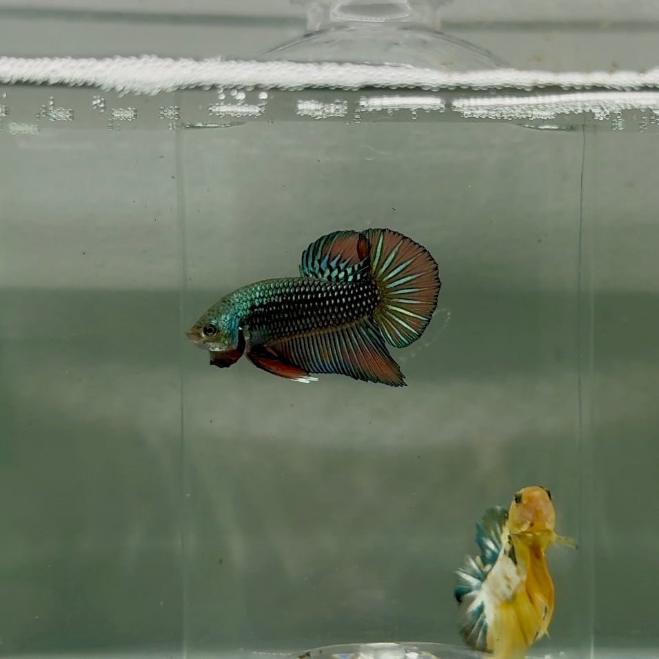 Plakat Alien Samurai Male Betta F15
