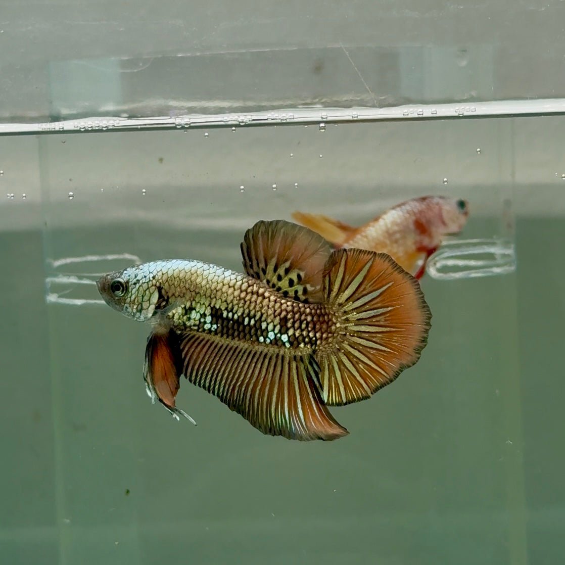 Plakat Alien Samurai Male Betta #Ju38