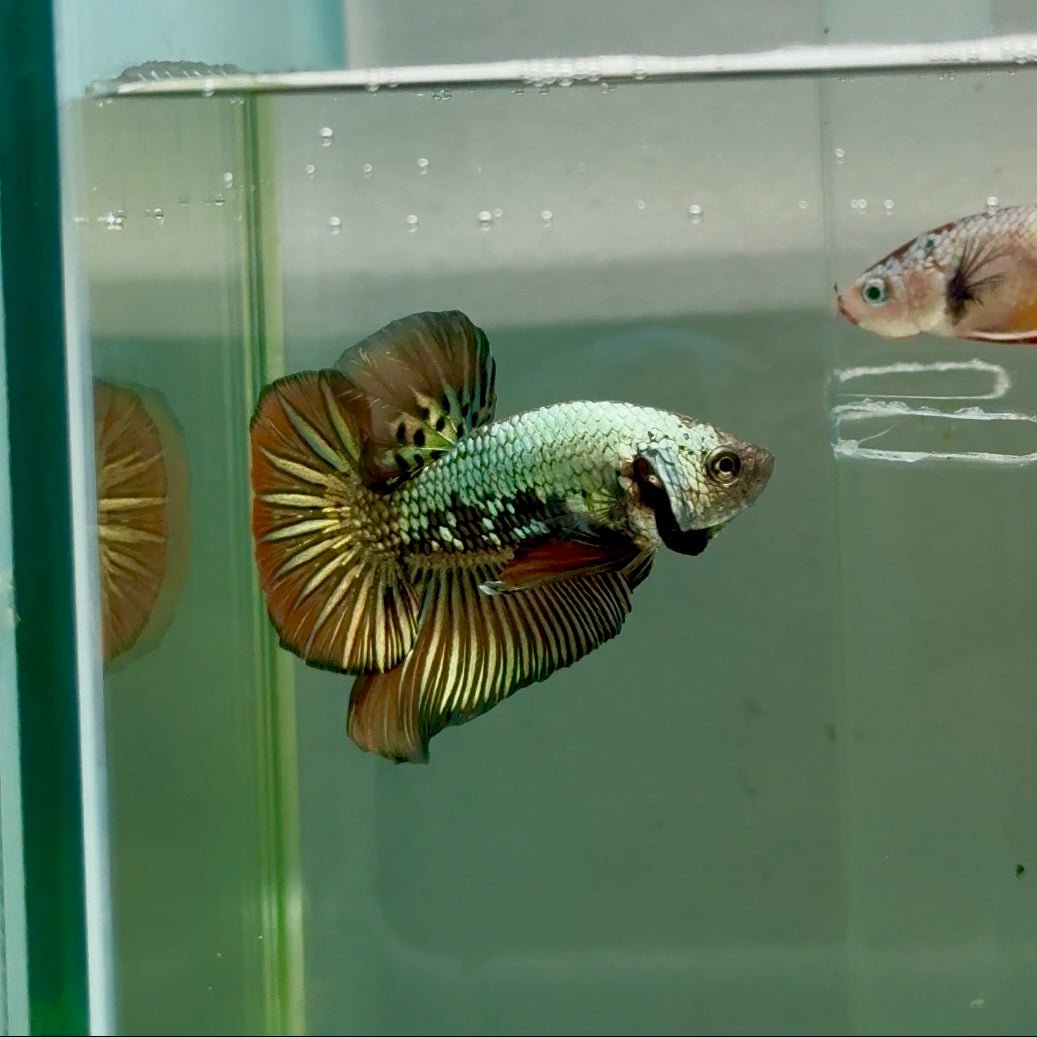 Plakat Alien Samurai Male Betta #Ju38