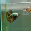 Plakat Alien Samurai Male Betta Ju38 Male betta