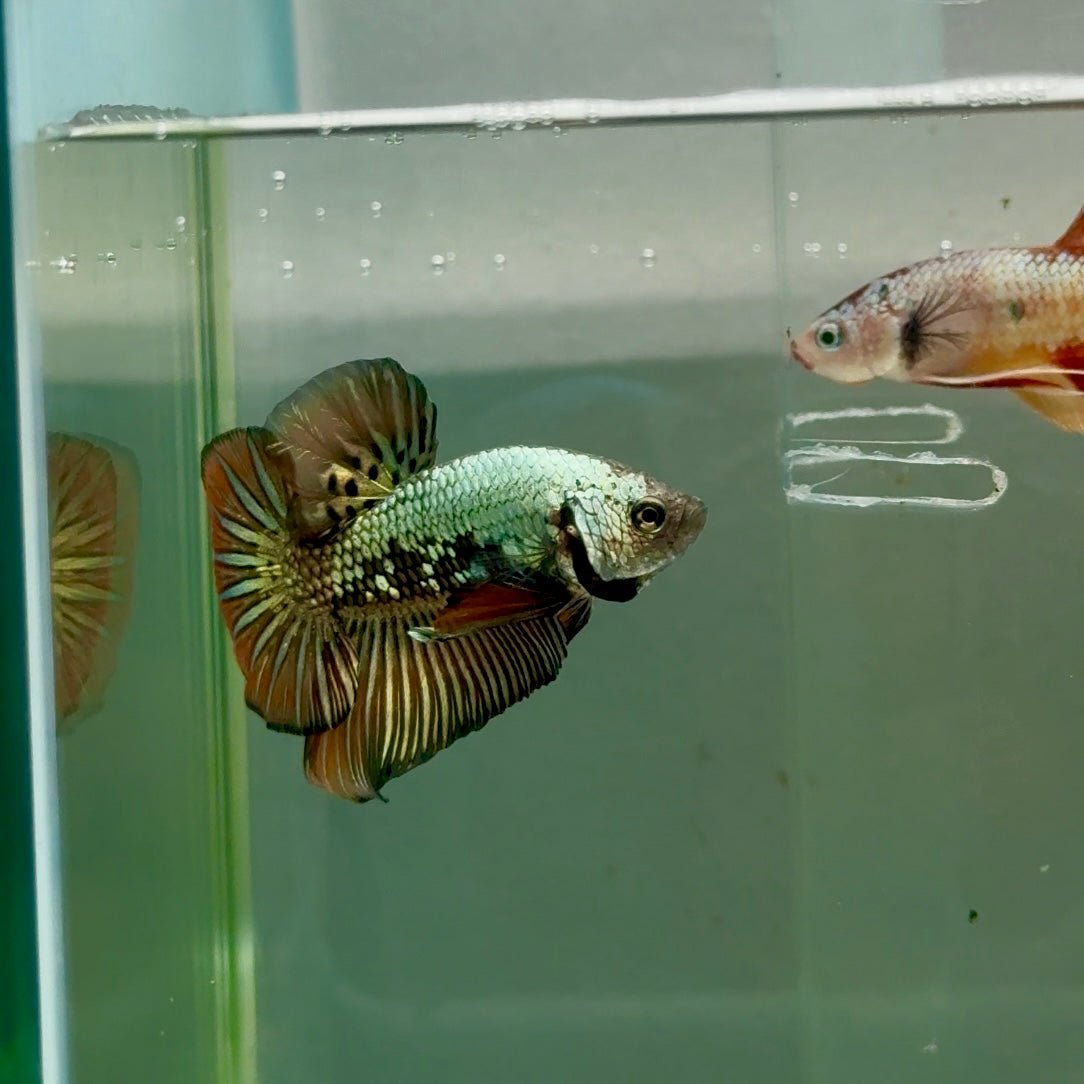 Plakat Alien Samurai Male Betta #Ju38