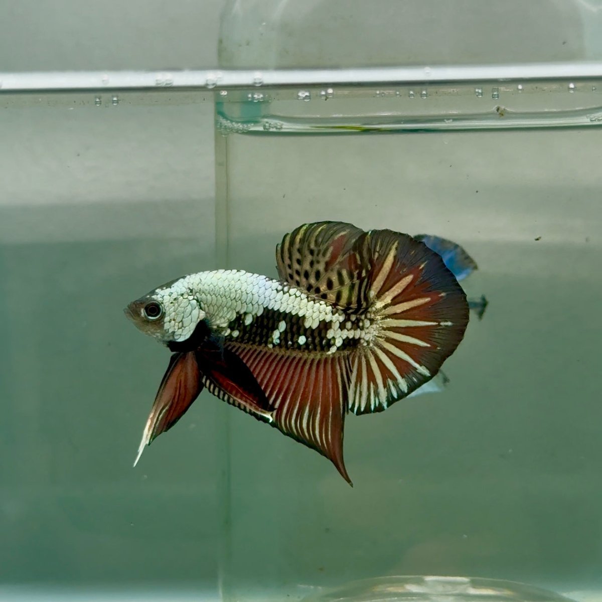 Plakat Alien Samurai Male Betta #Jul44