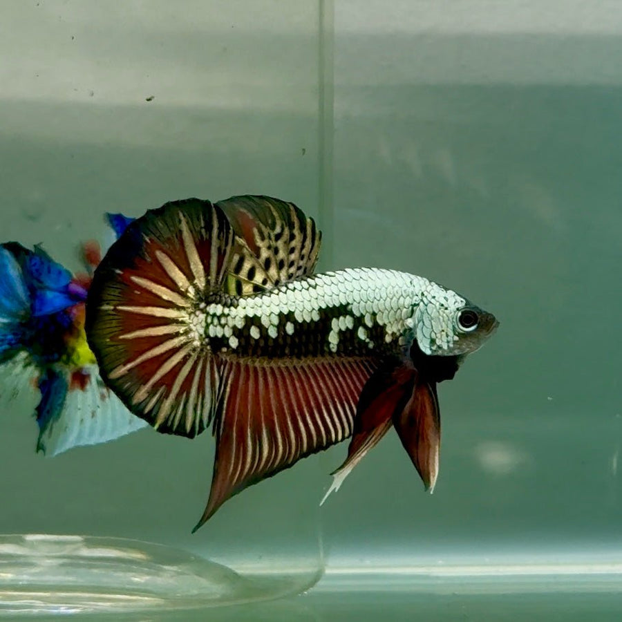 Plakat Alien Samurai Male Betta Jul44 Male betta