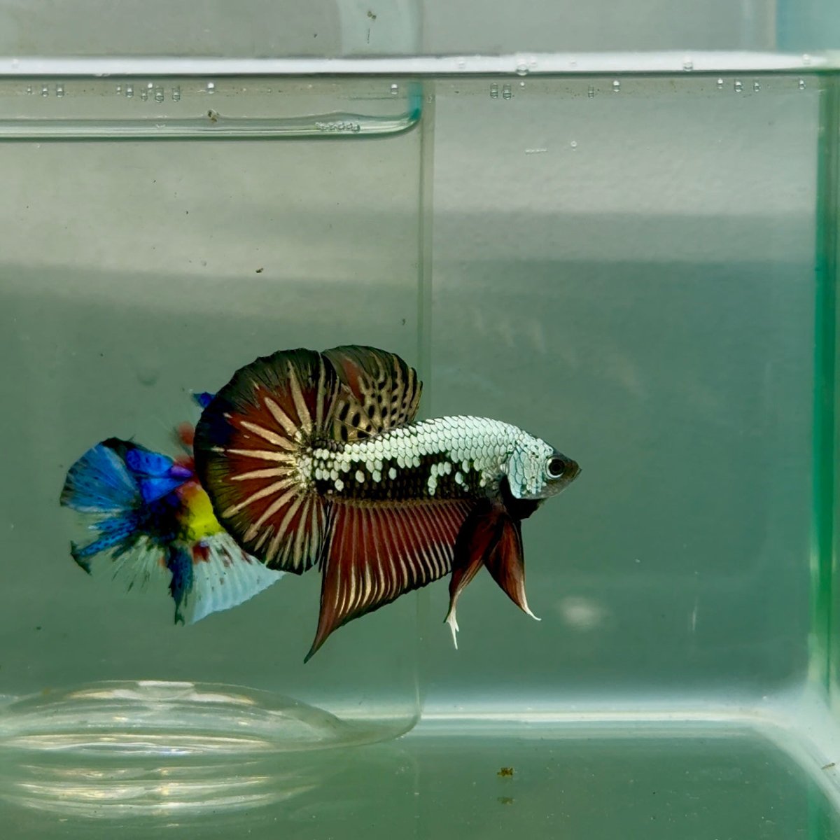 Plakat Alien Samurai Male Betta #Jul44