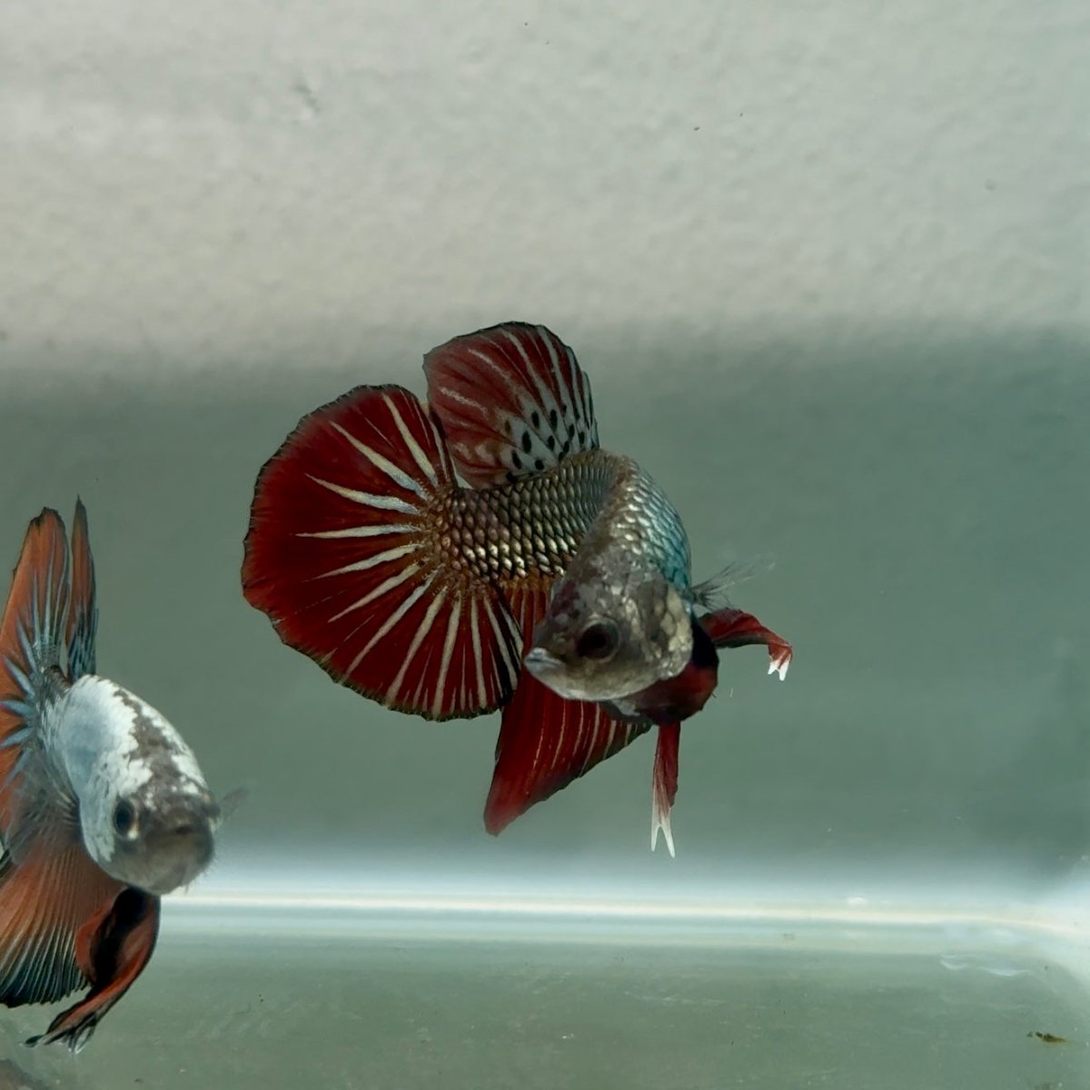 Plakat Alien Samurai Male Betta #Jul45