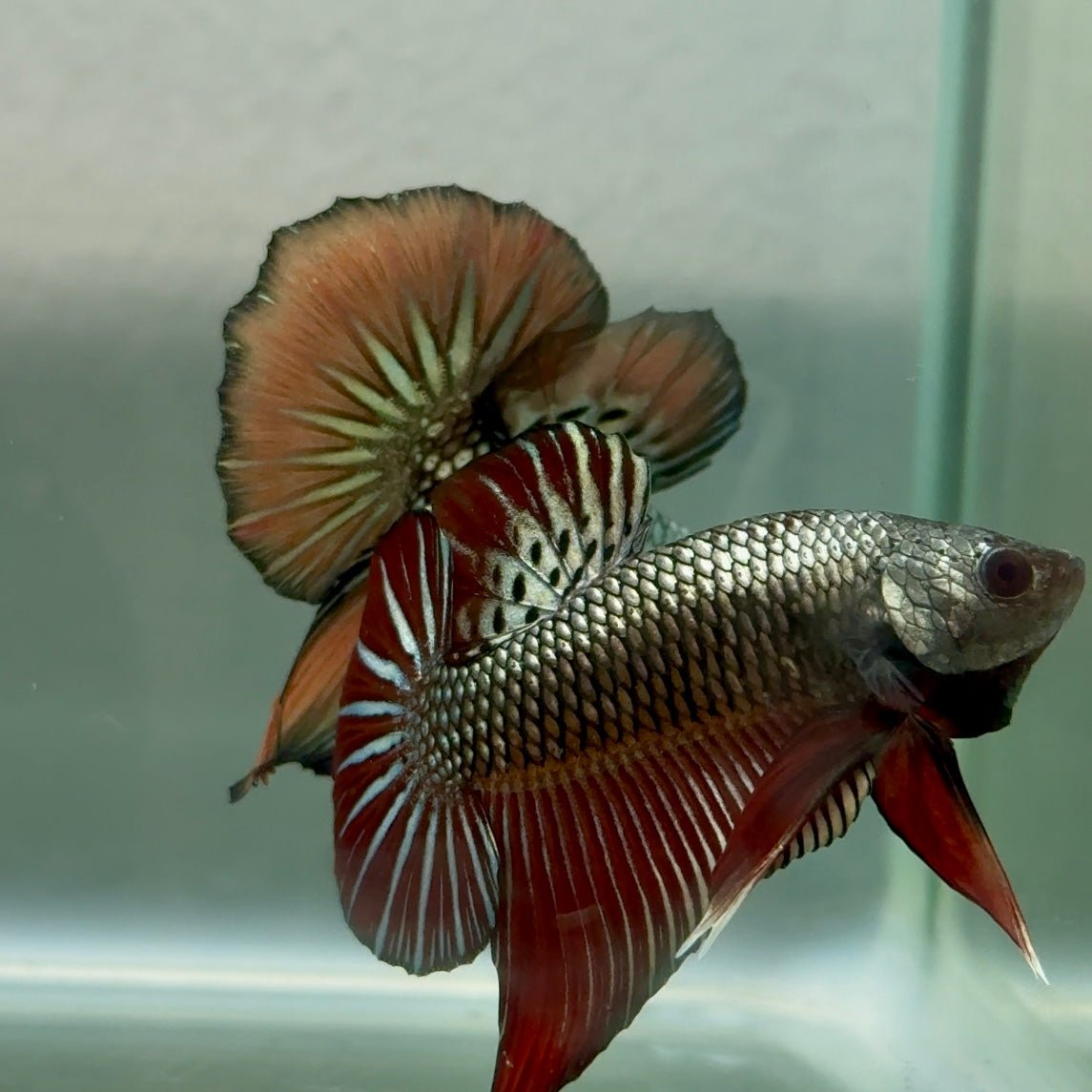 Plakat Alien Samurai Male Betta #Jul45