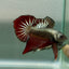 Plakat Alien Samurai Male Betta Jul45 Live Betta Fish Male betta