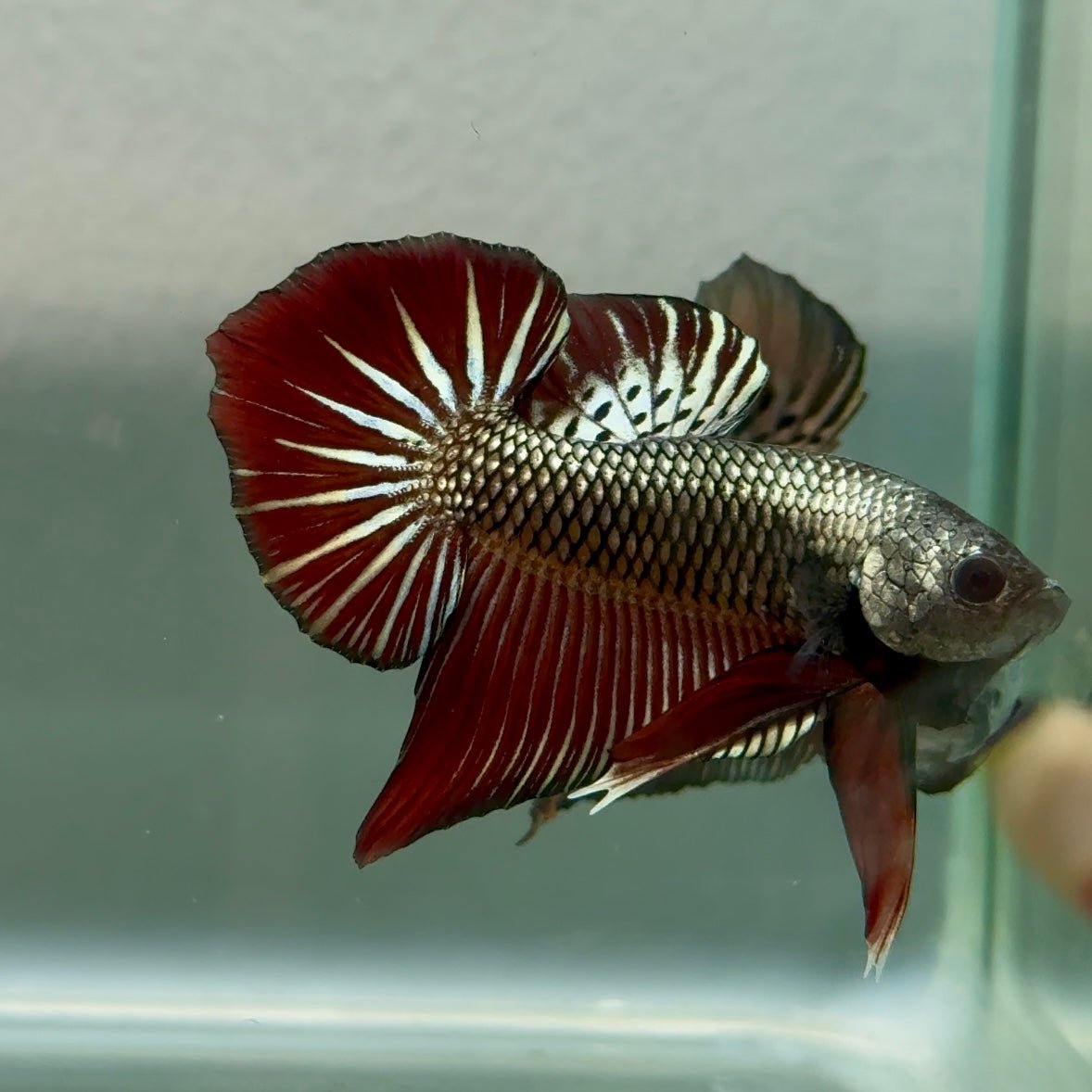 Plakat Alien Samurai Male Betta #Jul45