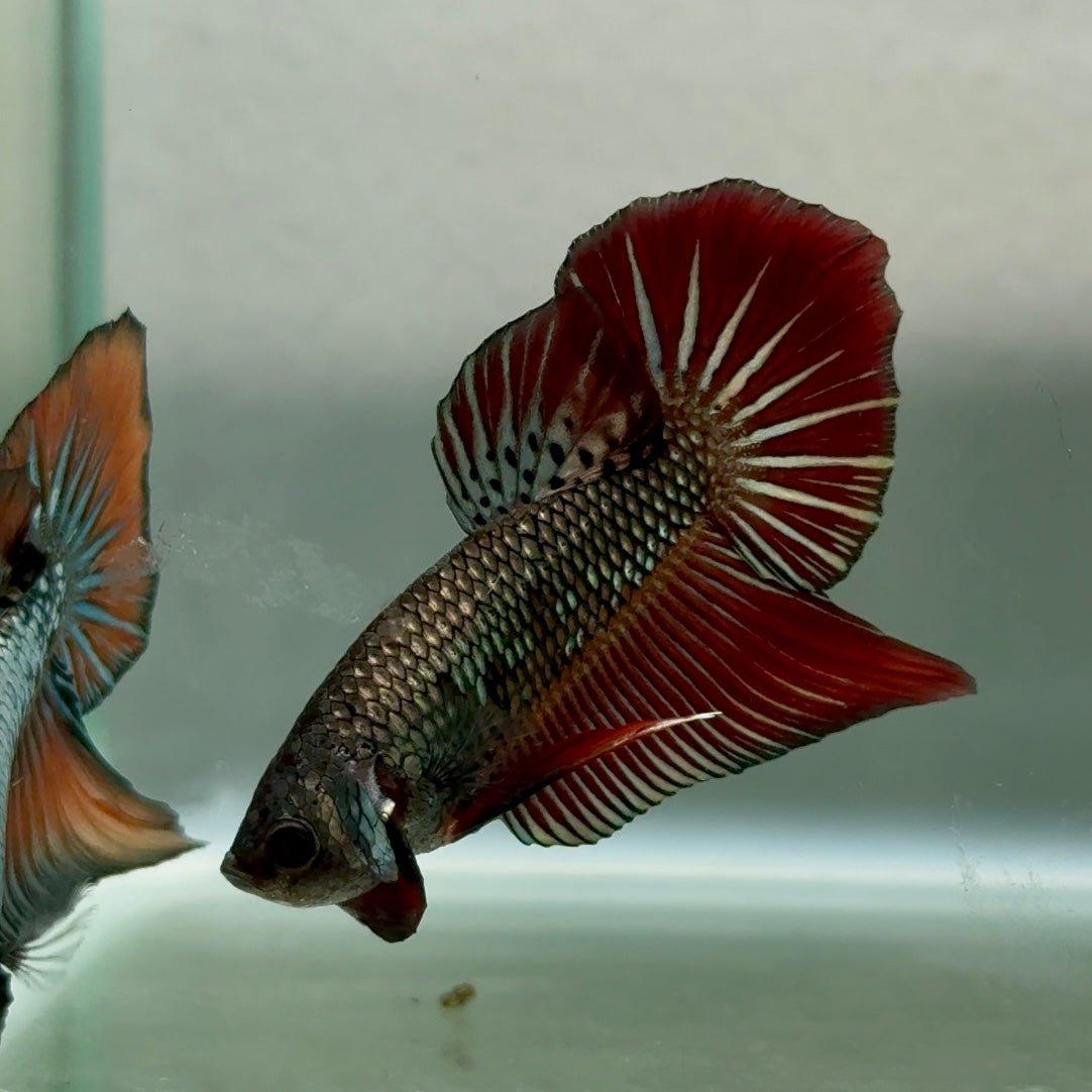 Plakat Alien Samurai Male Betta #Jul45