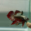Plakat Alien Samurai Male Betta Jul45 Live Betta Fish Male betta