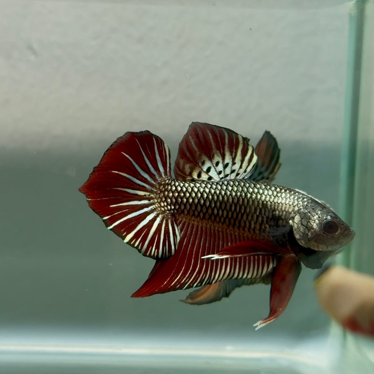 Plakat Alien Samurai Male Betta #Jul45