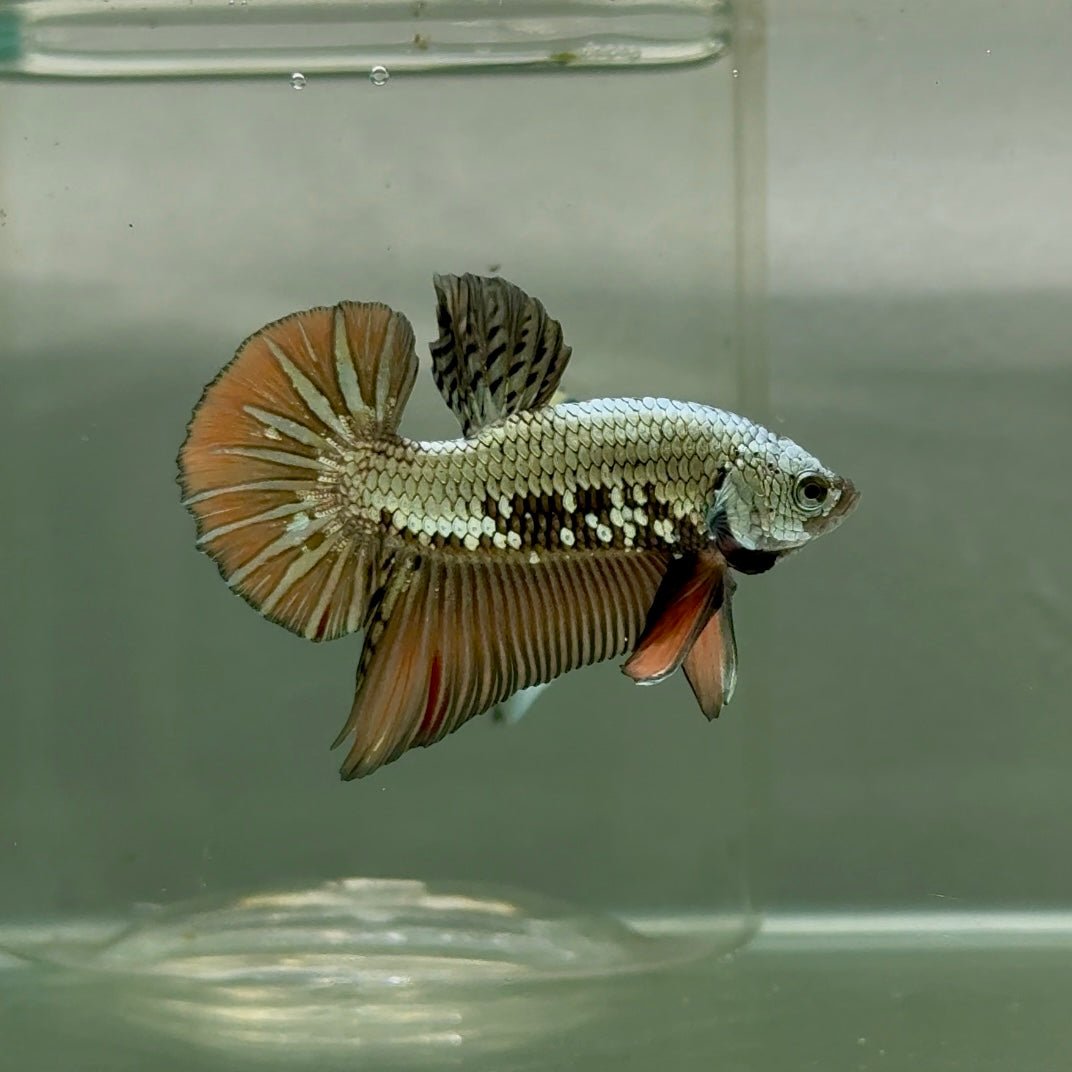 Plakat Alien Samurai Male Betta #Jul49
