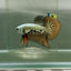 Plakat Alien Samurai Male Betta Jul49 Male betta