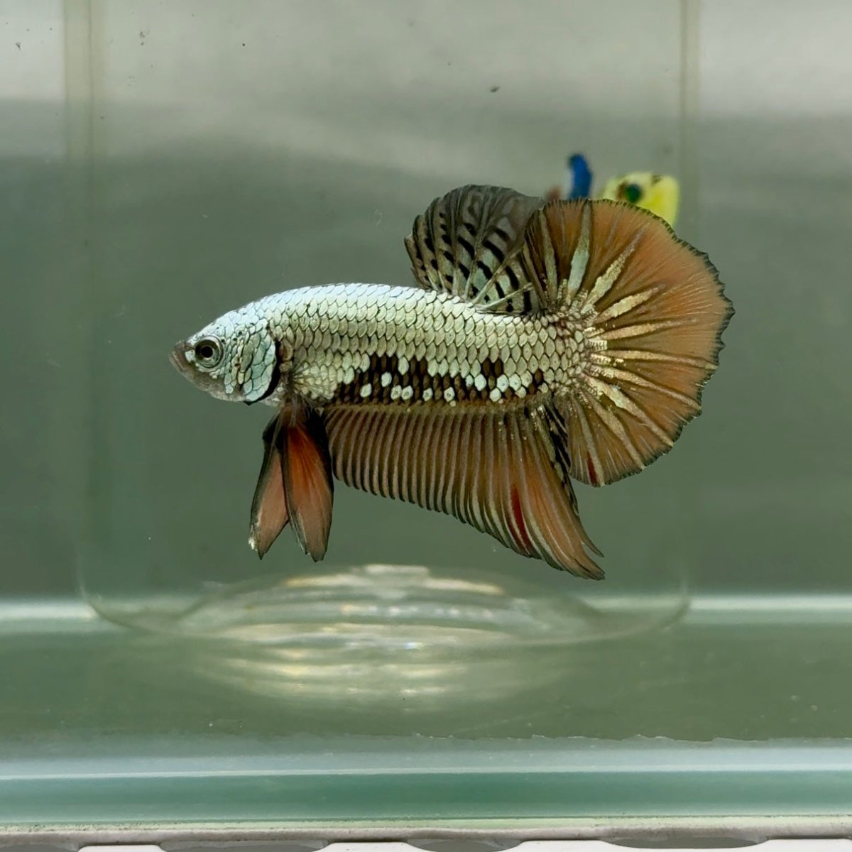 Plakat Alien Samurai Male Betta #Jul49