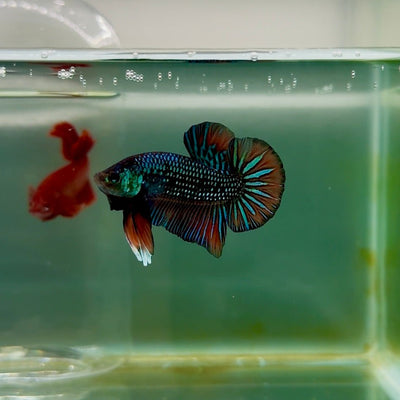 Plakat Alien Samurai Male Betta M01