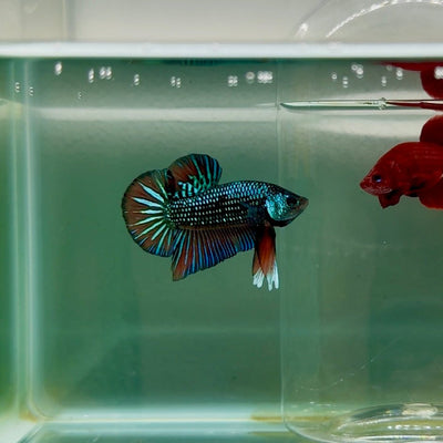 Plakat Alien Samurai Male Betta M01