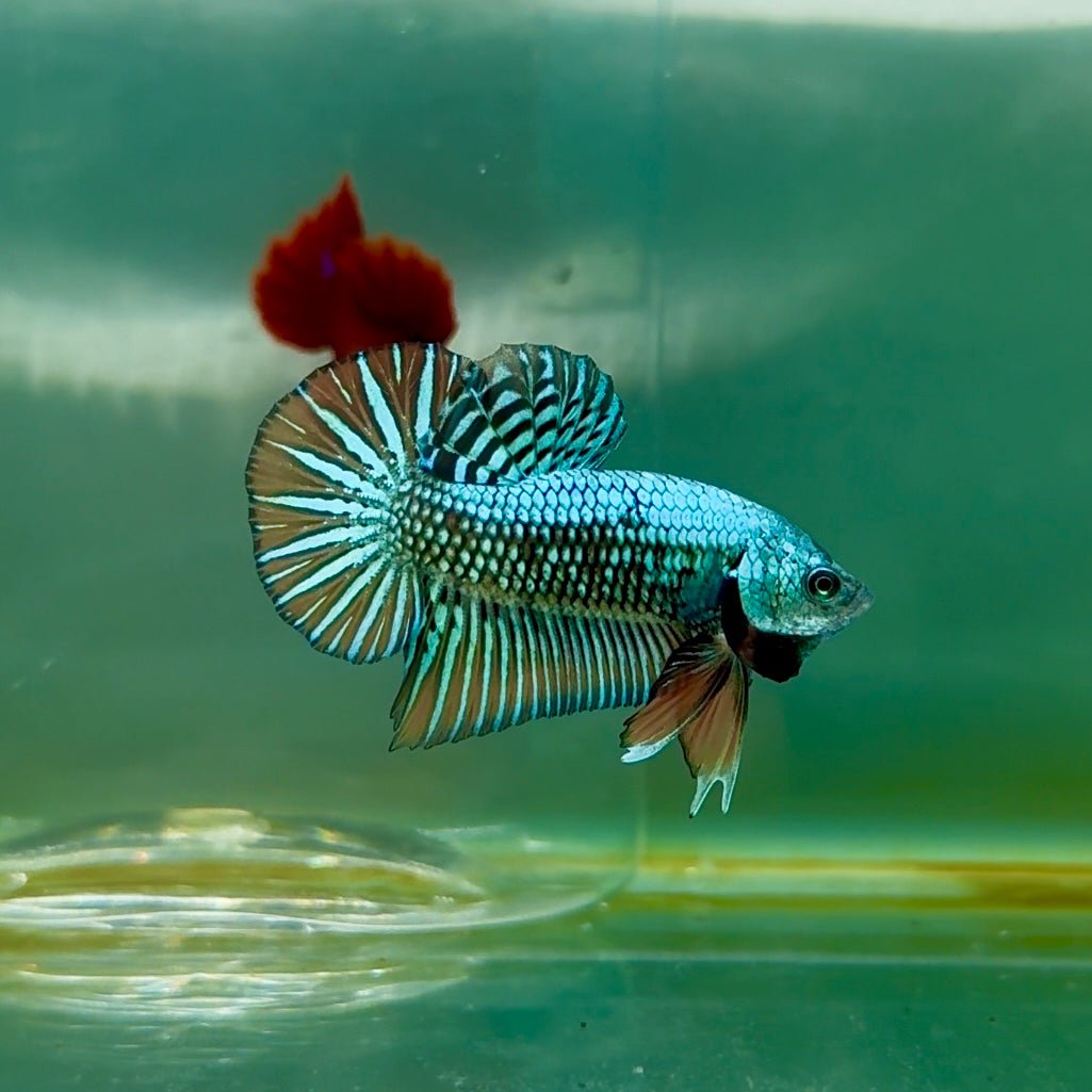 Plakat Alien Samurai Male Betta M02