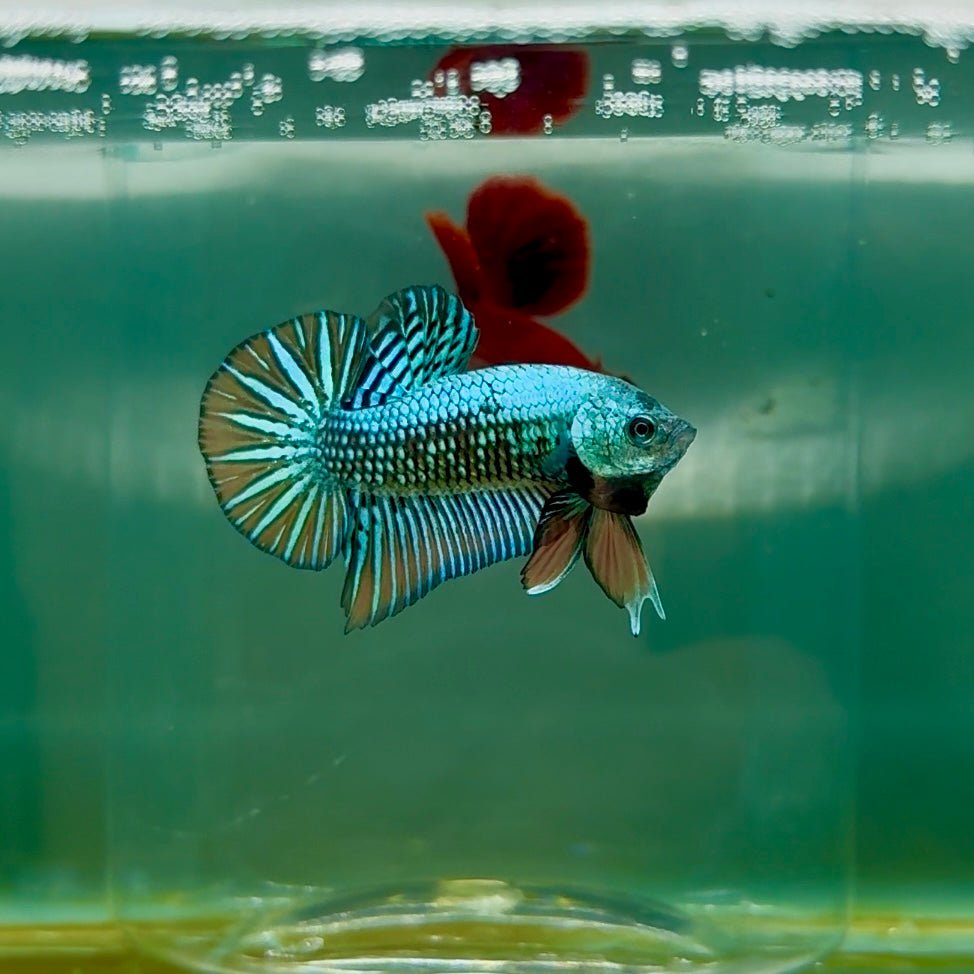 Plakat Alien Samurai Male Betta M02