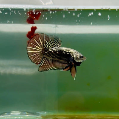 Plakat Alien Samurai Male Betta M03