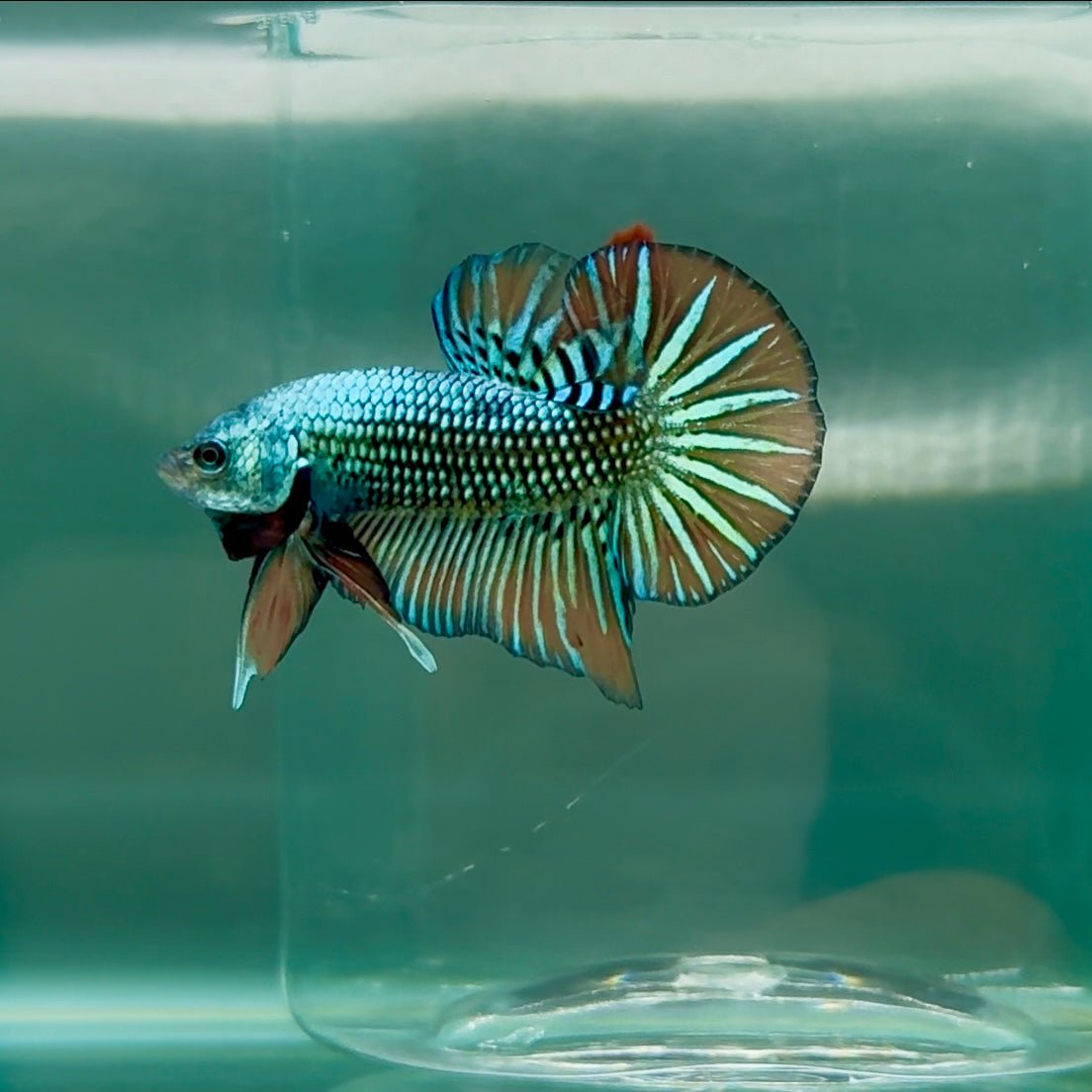 Plakat Alien Samurai Male Betta M04