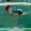 Plakat Alien Samurai Male Betta M04