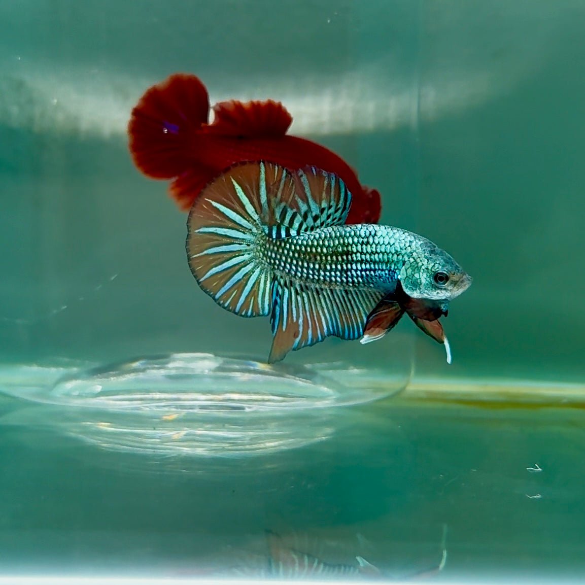 Plakat Alien Samurai Male Betta M04