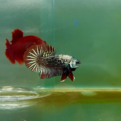 Plakat Alien Samurai Male Betta M05
