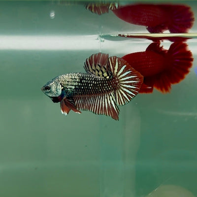 Plakat Alien Samurai Male Betta M05